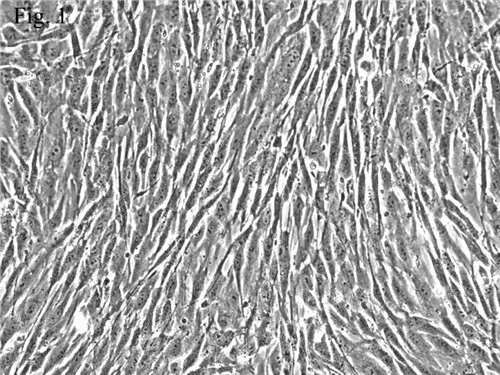 自体纤维母细胞皮肤抗衰首选