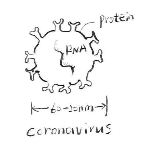 的两样东西——遗传物质(dna或者rna)以及包裹着遗传物质的蛋白质外