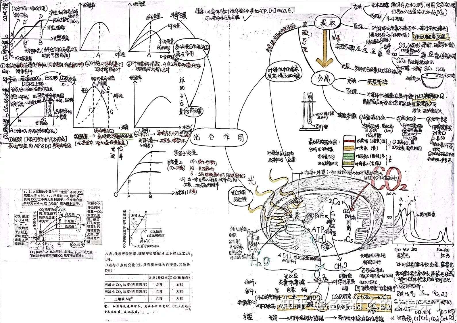 高中生物光合作用高清手写思维导图