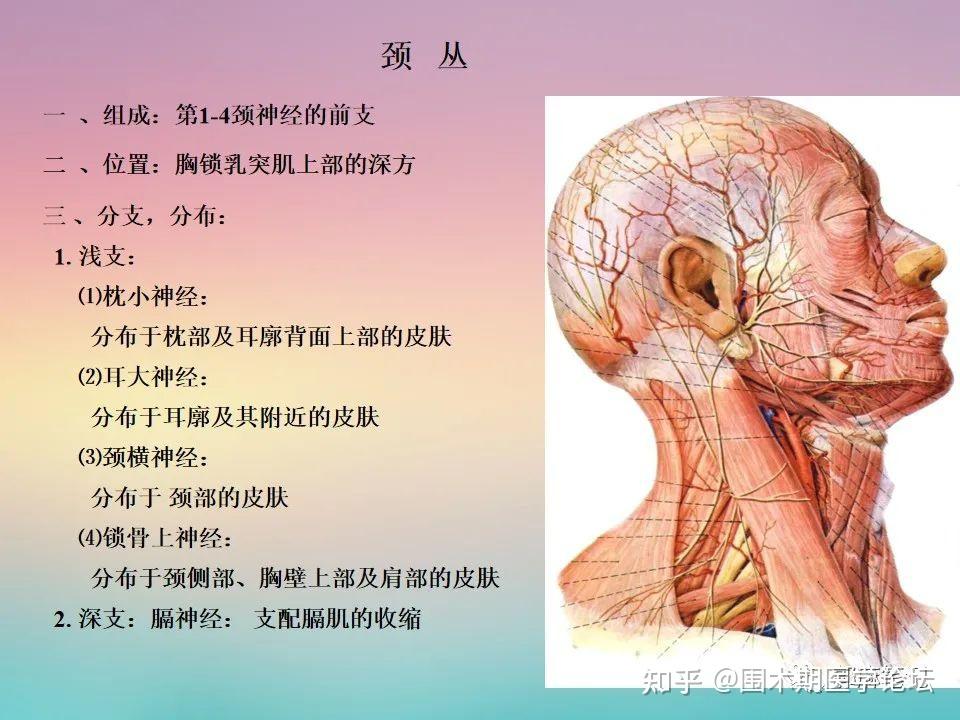 颈丛、臂丛解剖高清图解(PPT课件) - 知乎