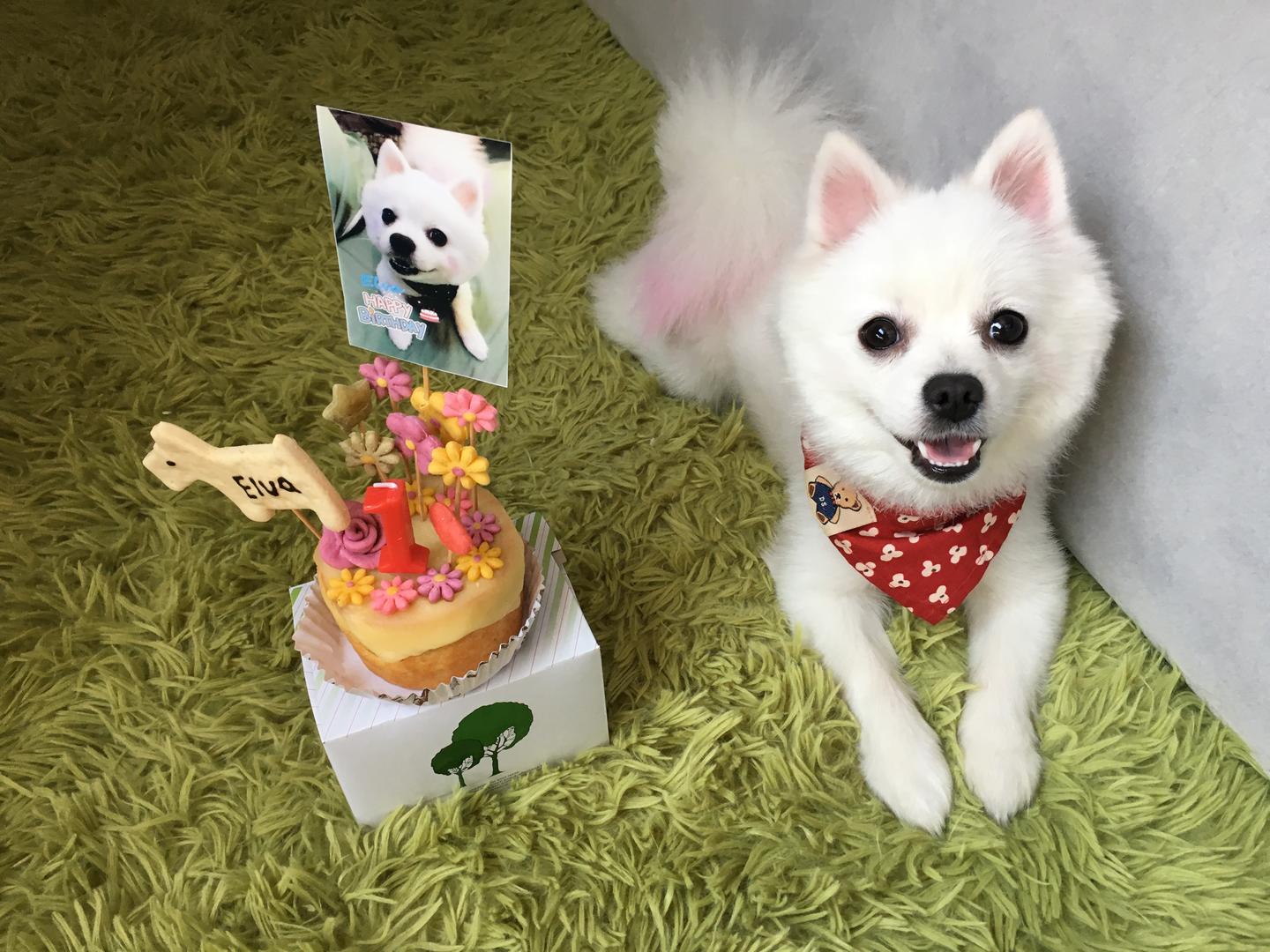 最长寿的狗狗真的是小型犬吗 知乎 最长寿的狗狗真的是小型犬吗 知乎
