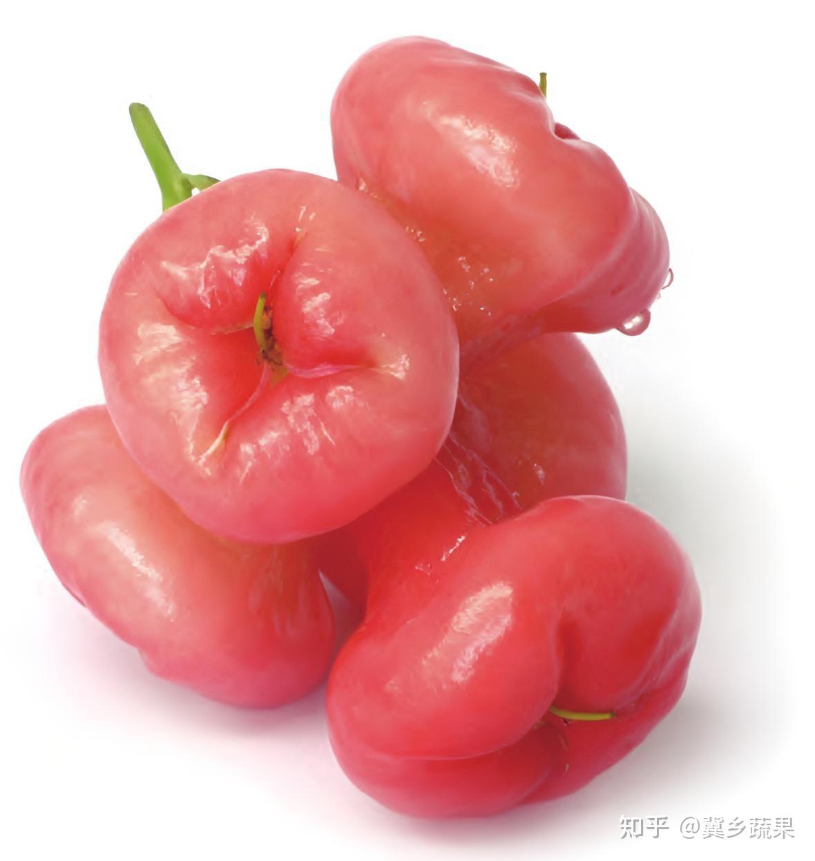 莲雾是什么?它的果实为什么这么甜?