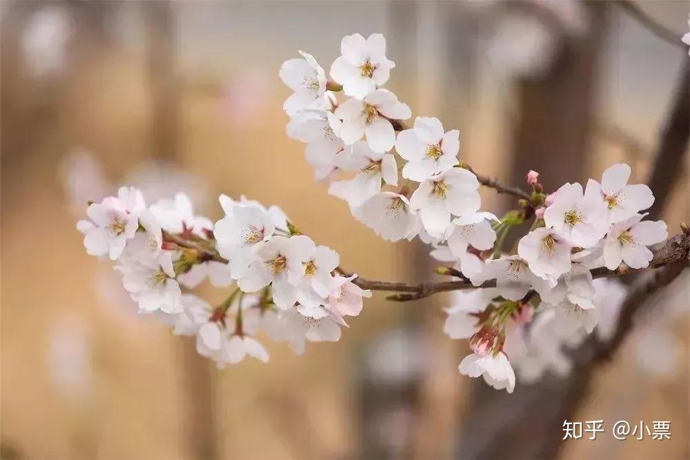 河北人不用去武漢在這也能看櫻花