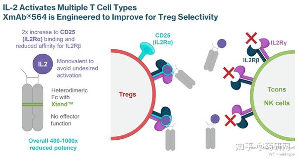 Fc工程化：Xencor的双抗技术梳理 - 知乎