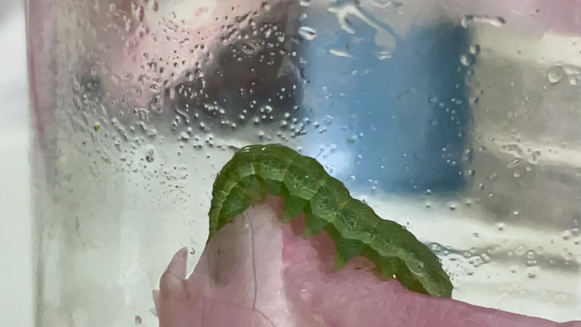 视频慎入 在鲜花花蕊里发现的 绿色毛虫体侧有白线还在产卵求大神看下是什么幼虫 知乎