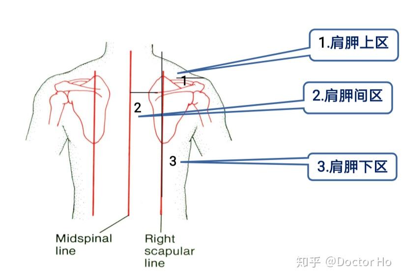 胸骨角体表标志图片