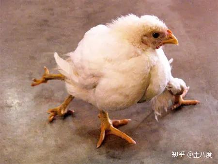 惊奇都市传说妈妈叫你不要吃的三头六臂鸡