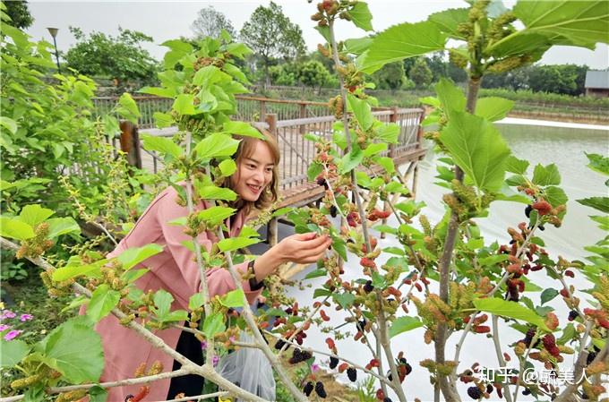 佛山桑园围文化遗产催生春游热市民举家去桑园摘桑果