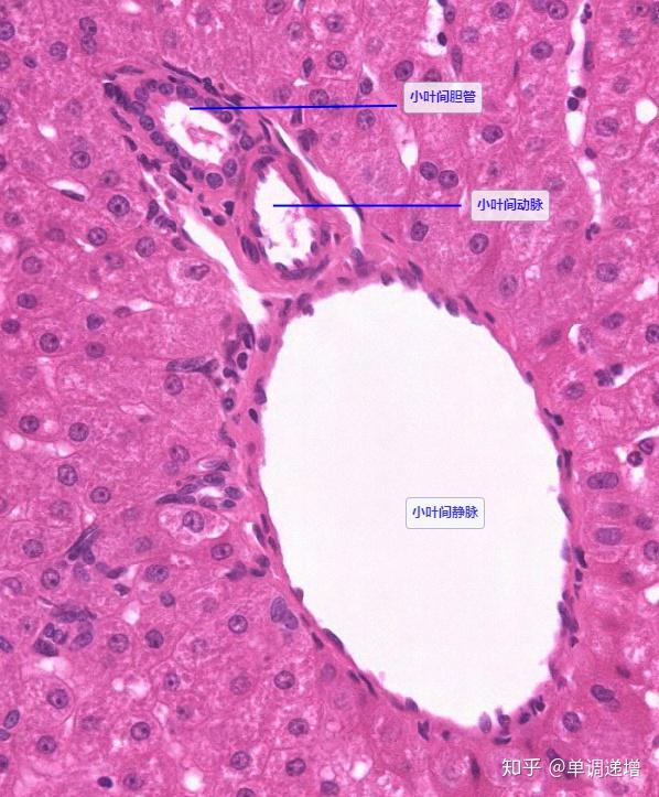 组胚实验切片复习要点 - 知乎