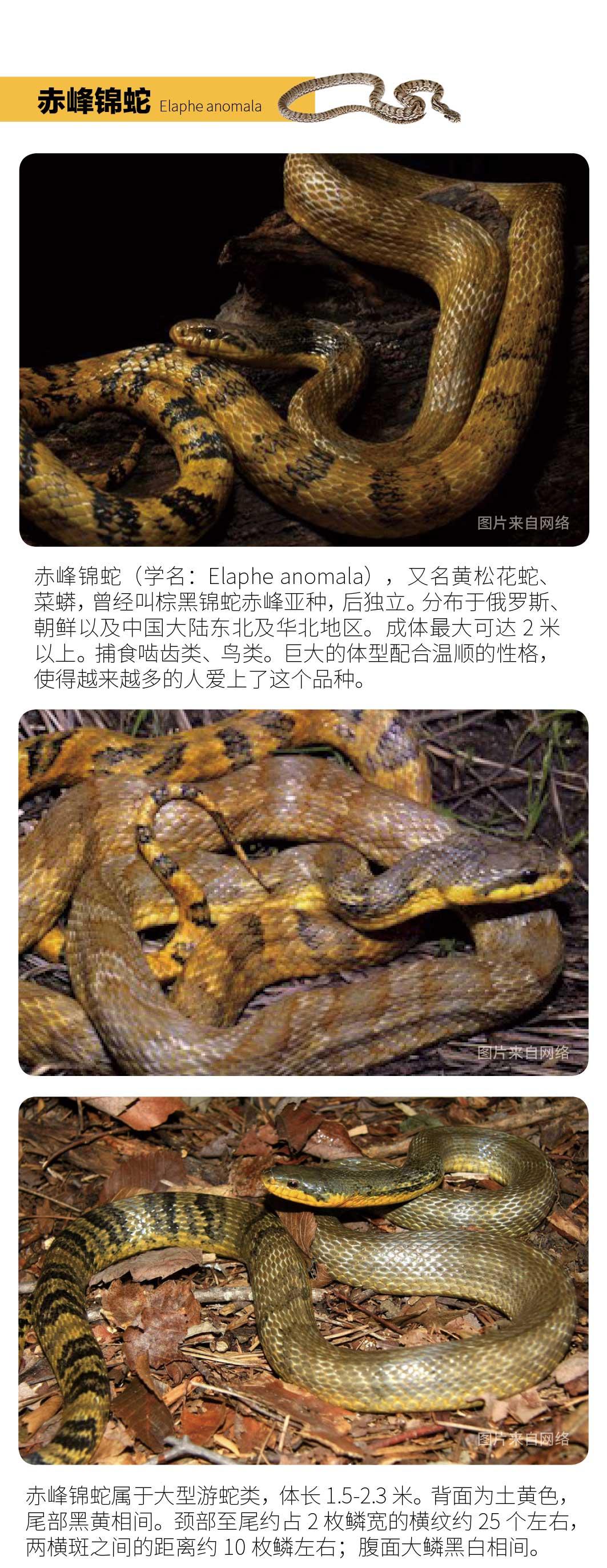 赤锦蛇图片