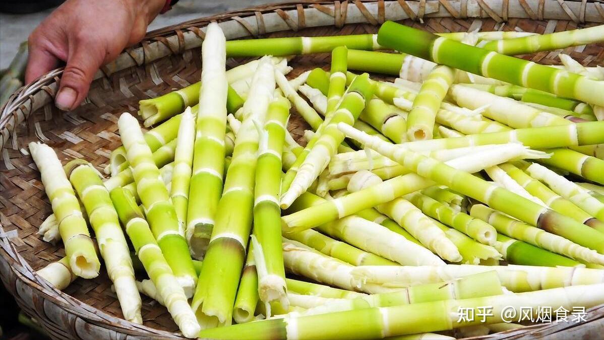 全国有多少种“笋”?哪个品种最好吃?今天全读懂,来,涨知识了 - 知乎