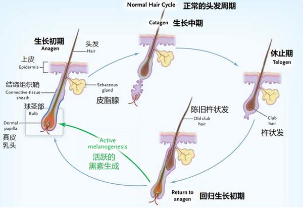 秋季说脱发:脱发严重是什么原因引起的 - 知乎