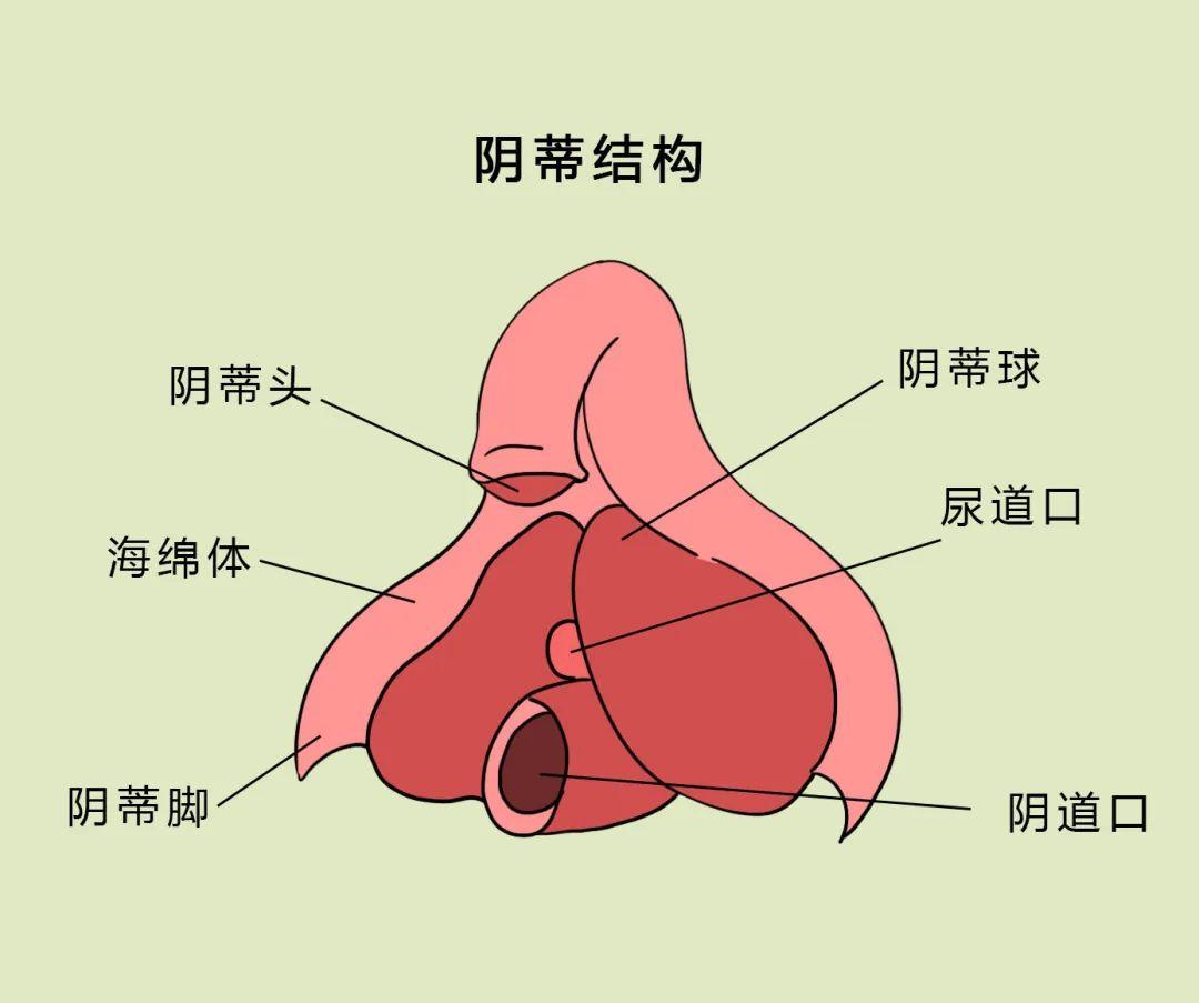 前庭球在哪个位置图片图片