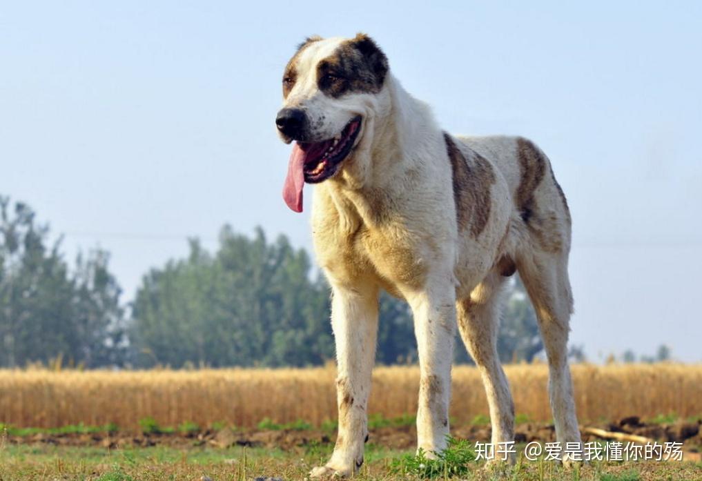 工作犬 : 比如中亞獵犬,德國牧羊犬,蘇格蘭牧羊犬,紐芬蘭犬和聖伯納犬