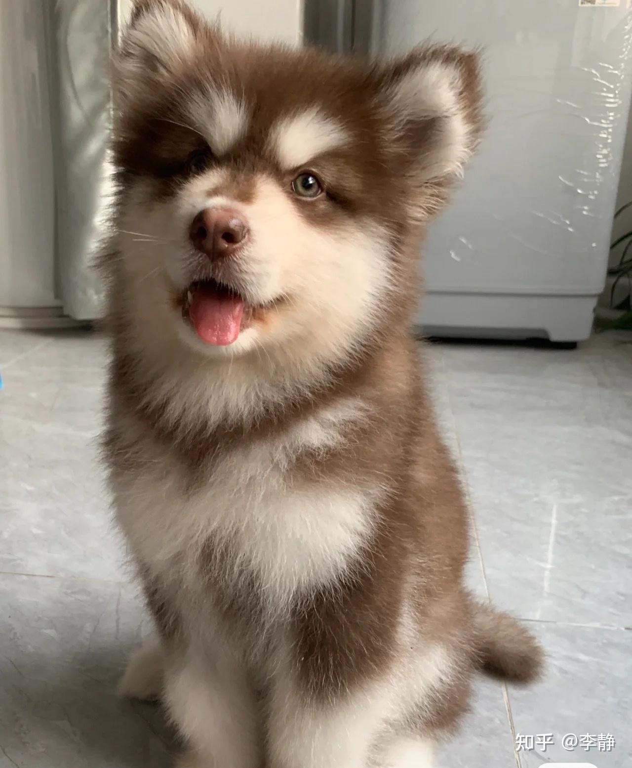 棕色阿拉斯加幼犬1200成都自提 - 知乎