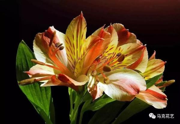 护花使者手册 爱它就好好呵护它 知乎