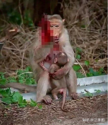 缅甸果敢老街常年争战太饿所以把山上的猴子全部杀死做为食物