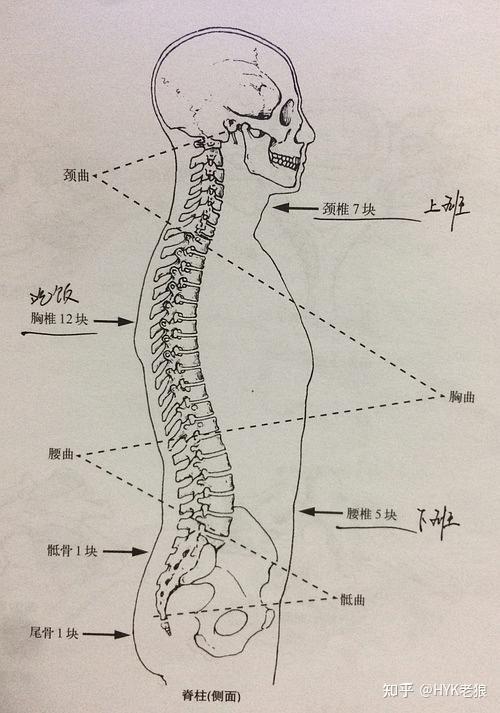 颈椎脂肪垫图片