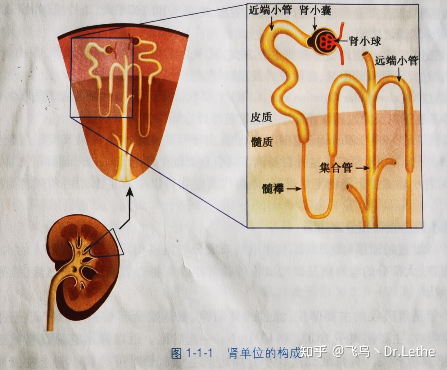 肾脏解剖结构【文末附思维导图】 知乎 