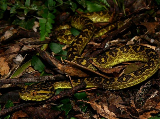黄绿原矛头蝮&棕榈叶(ハブとシュロの葉)