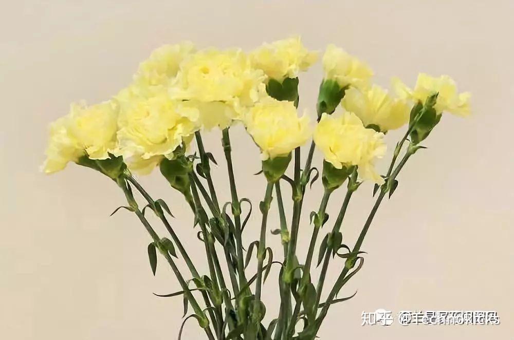 5,紫色康乃馨紫色康乃馨花语:任性,变幻莫测.