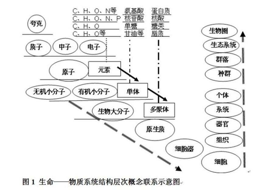 生物高考概念详解一