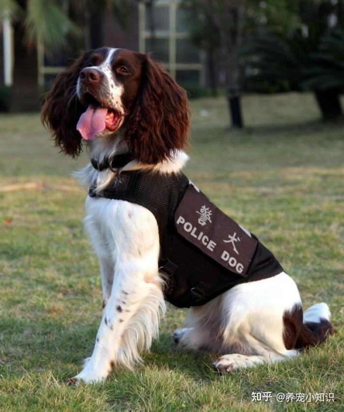 性格温顺,服从性高,聪明通人性,一般都是作于搜救犬和缉毒犬使用,有