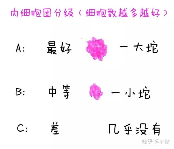 你的胚胎算老几解密鲜胚囊胚等级