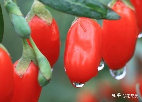 赶黄草和枸杞一起泡水喝的功效是什么 - 知乎