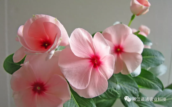 长春花爆花的秘诀是 只需掌握这五点 知乎