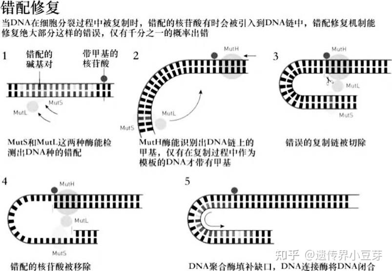 错配修复基因为何物？ - 知乎
