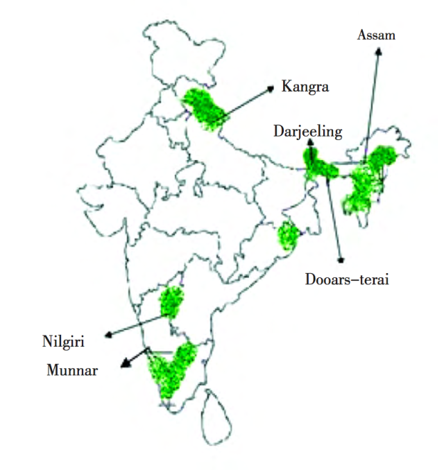茶中香槟印度大吉岭红茶