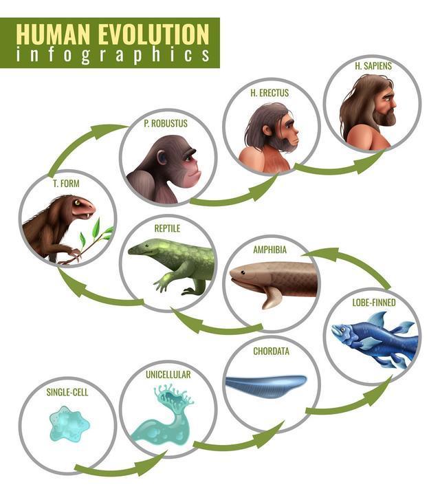 绘制动物进化图图片