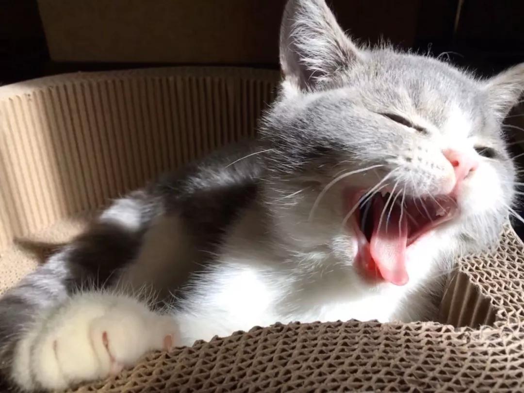 猫咪打哈欠的瞬间到底有多丑直到看到这个合集太魔性了