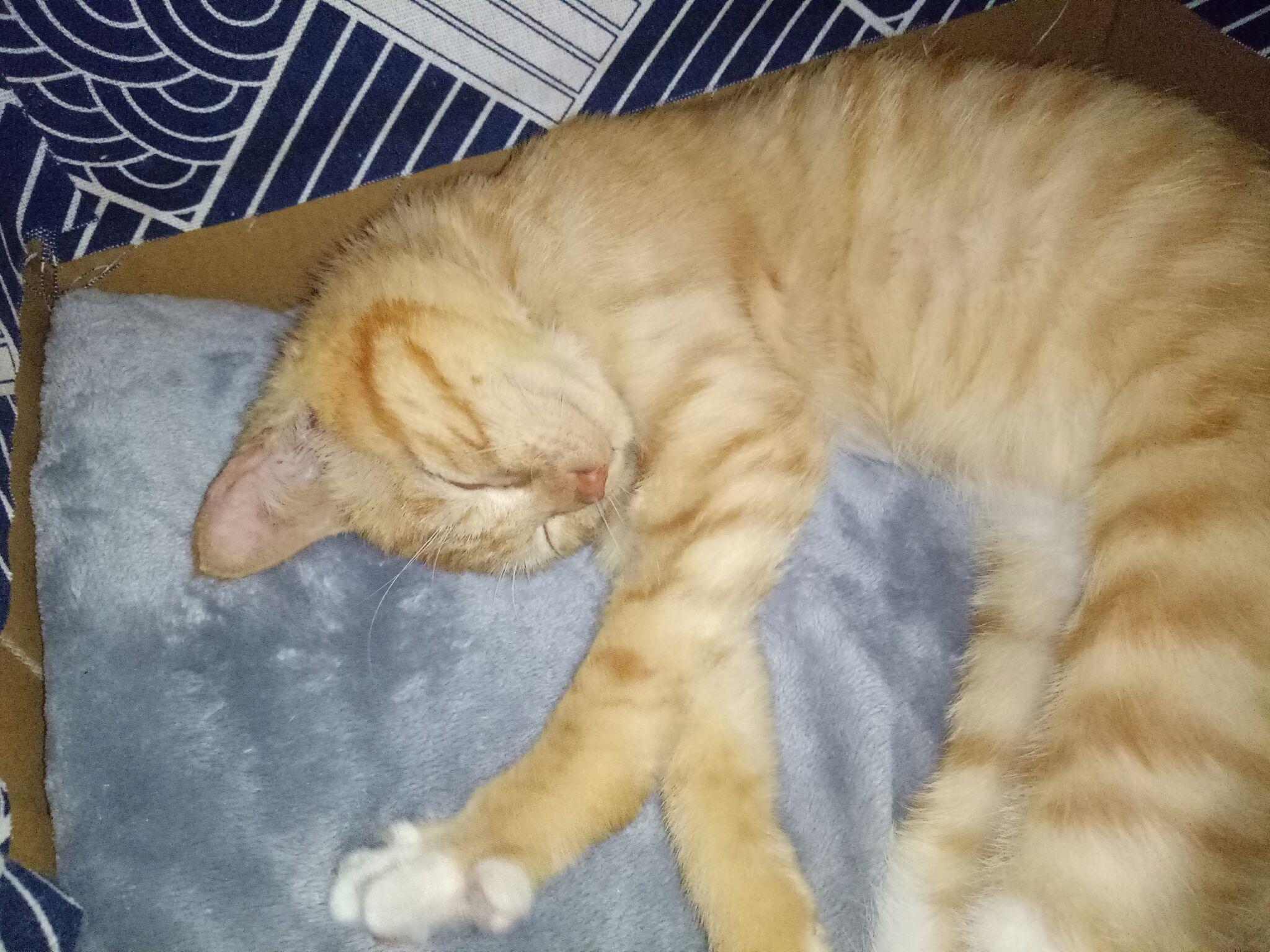 刚买的两个月小猫不吃饭怎么办?