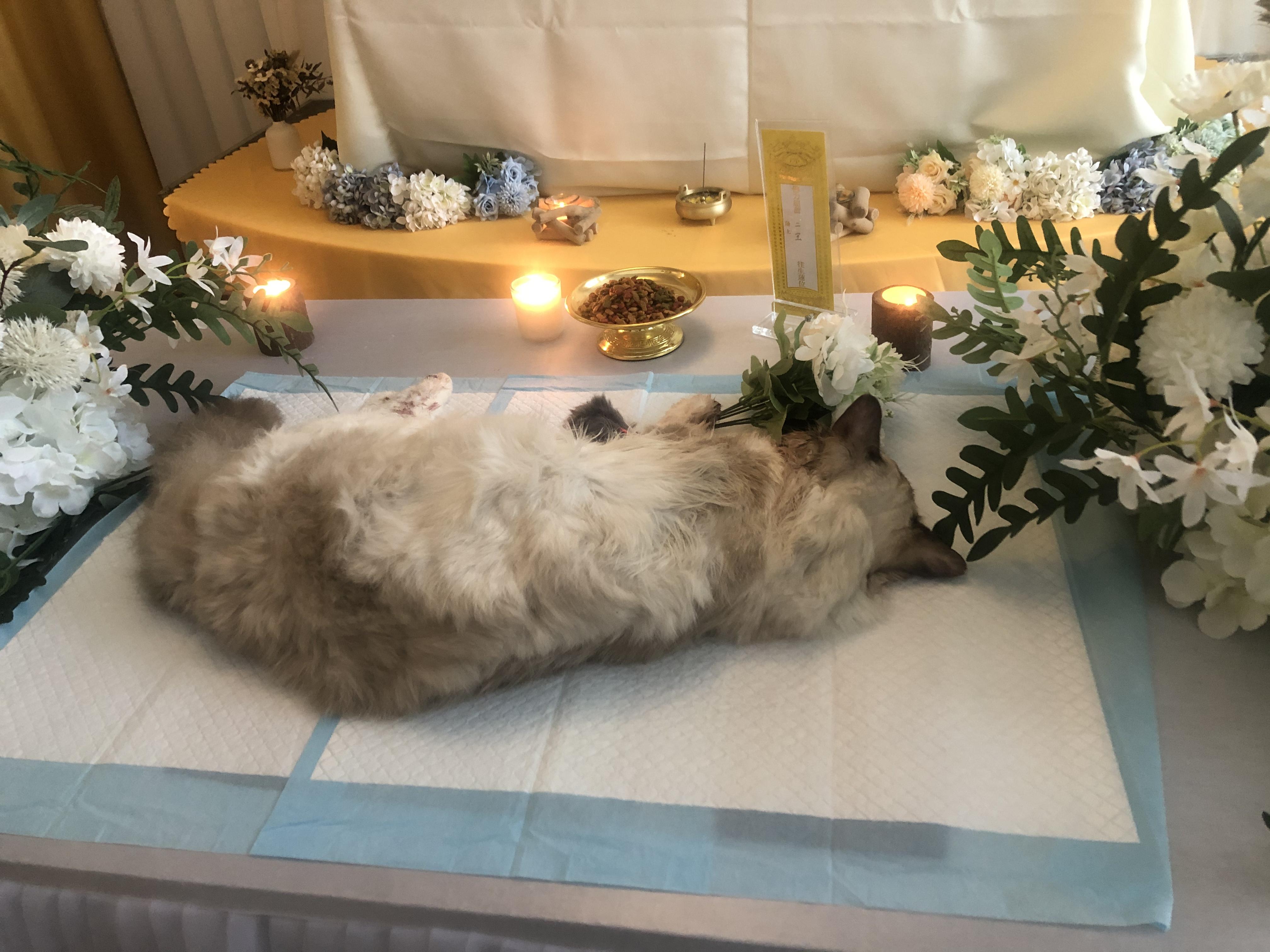 宠主也可以为它做些事情,比如在火化之前,交给专业的宠物殡葬服务中心