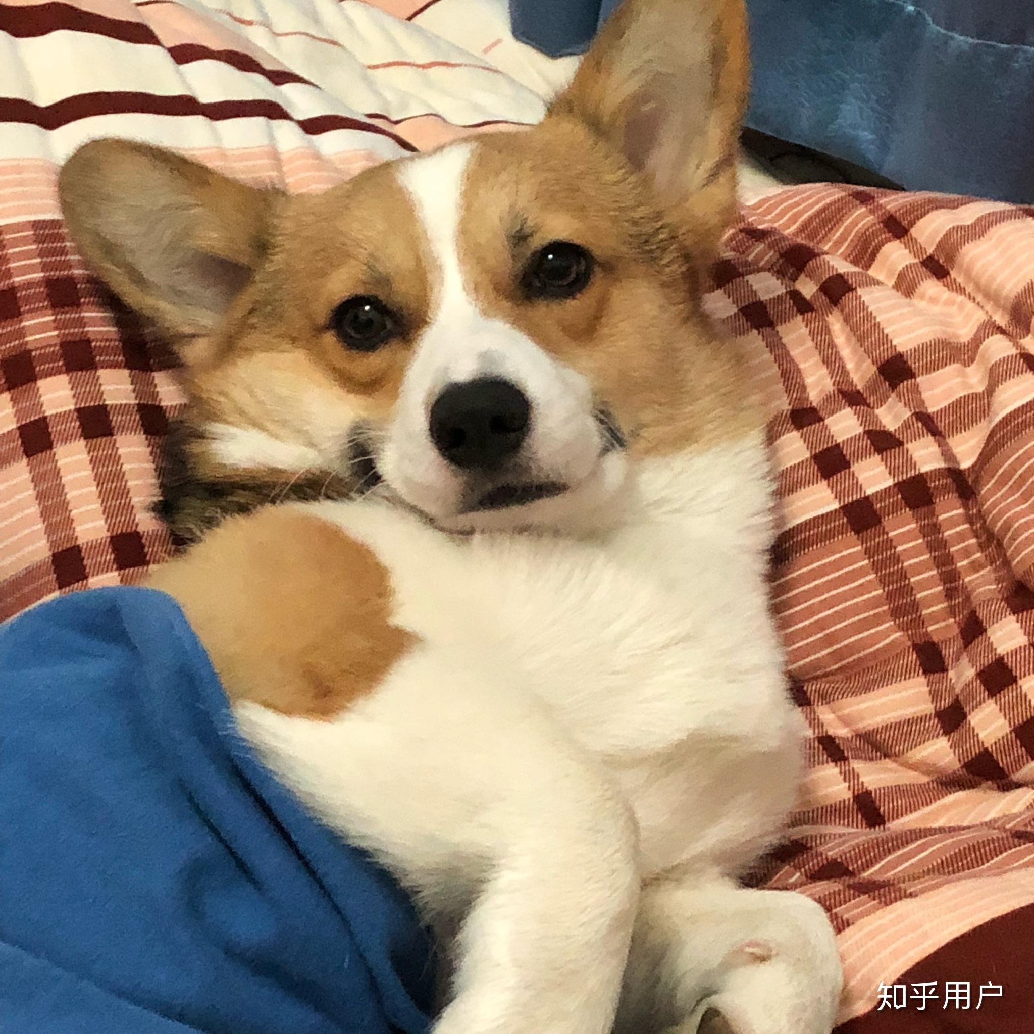 萨摩耶跟柯基谁更可爱