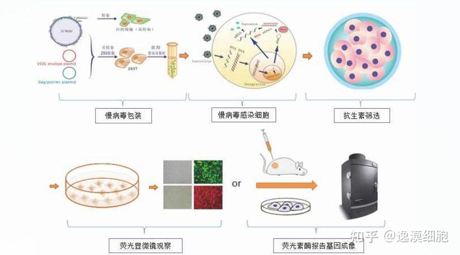 细胞荧光标 - 知乎