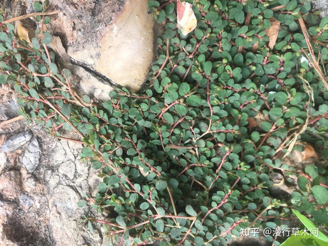地锦和斑地锦,2种叫“血见愁”的植物,有啥区别? - 知乎