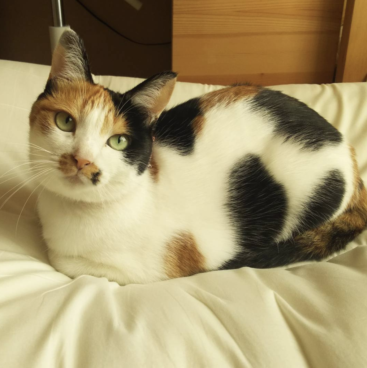 吸猫大会三花猫マロン