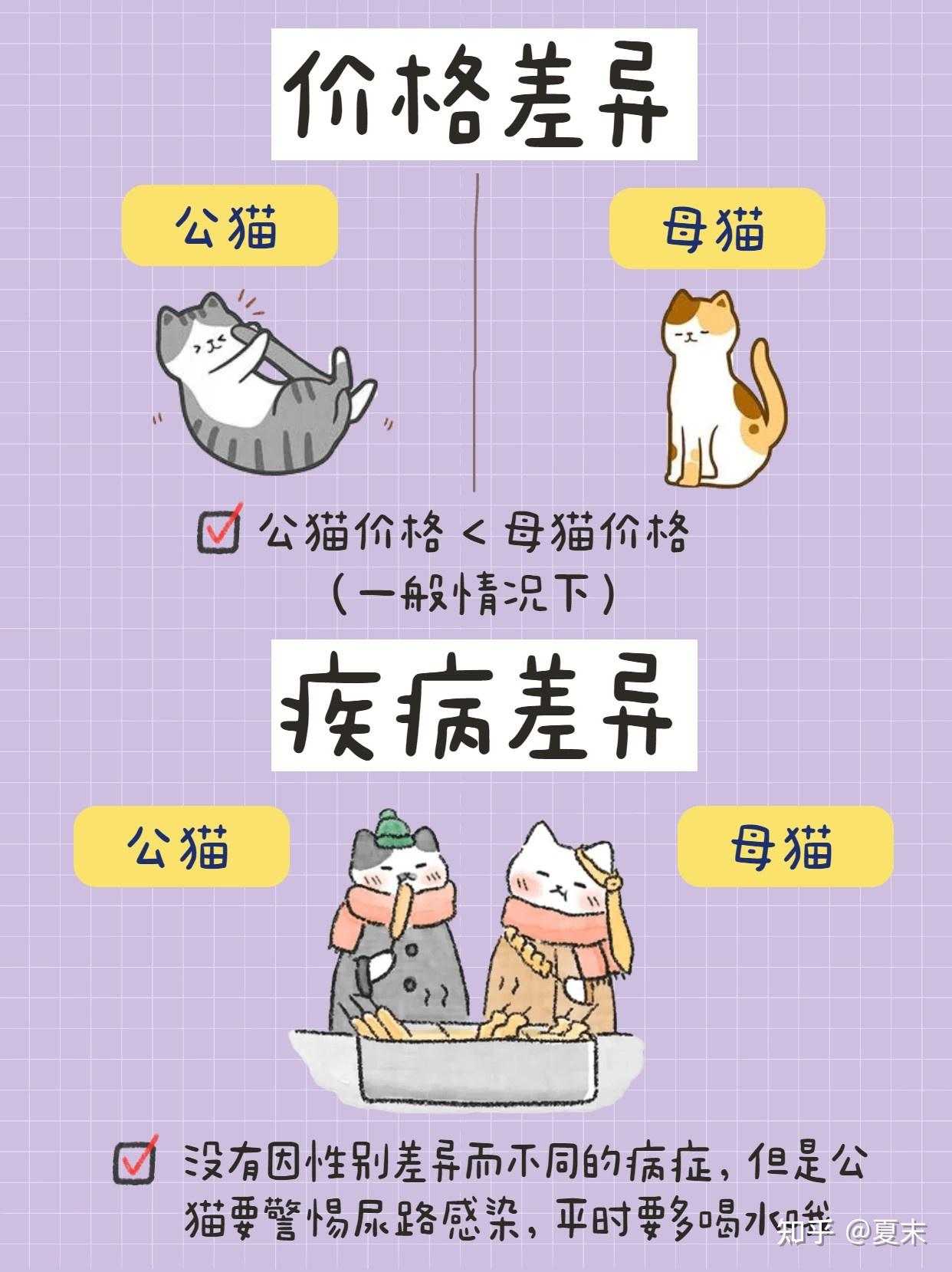 公猫VS母猫,新手养猫,养公猫还是母猫? - 知乎
