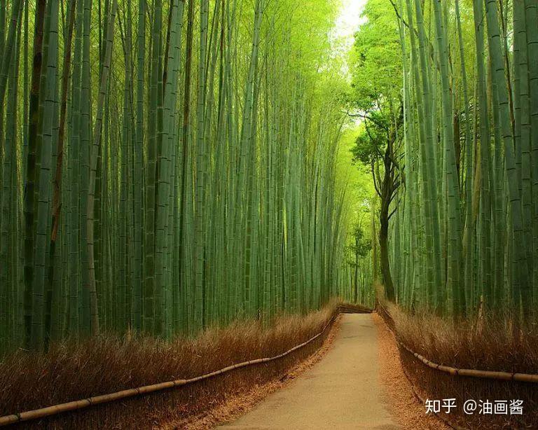 世界上最奇幻的12条树木隧道，有机会一定要去走一走 - 知乎