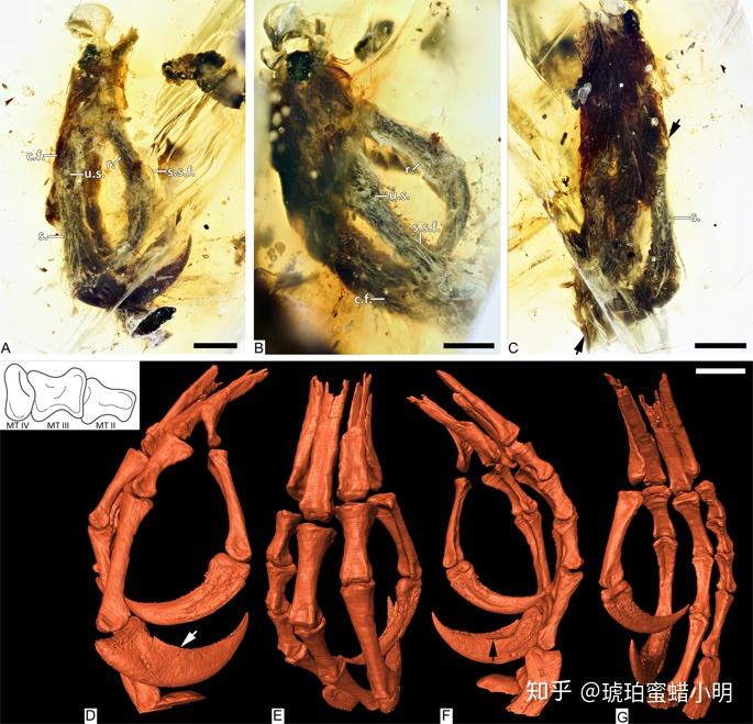 新发现的古鸟类琥珀足部不足7毫米,显微ct为该标本提供了详细,立体的