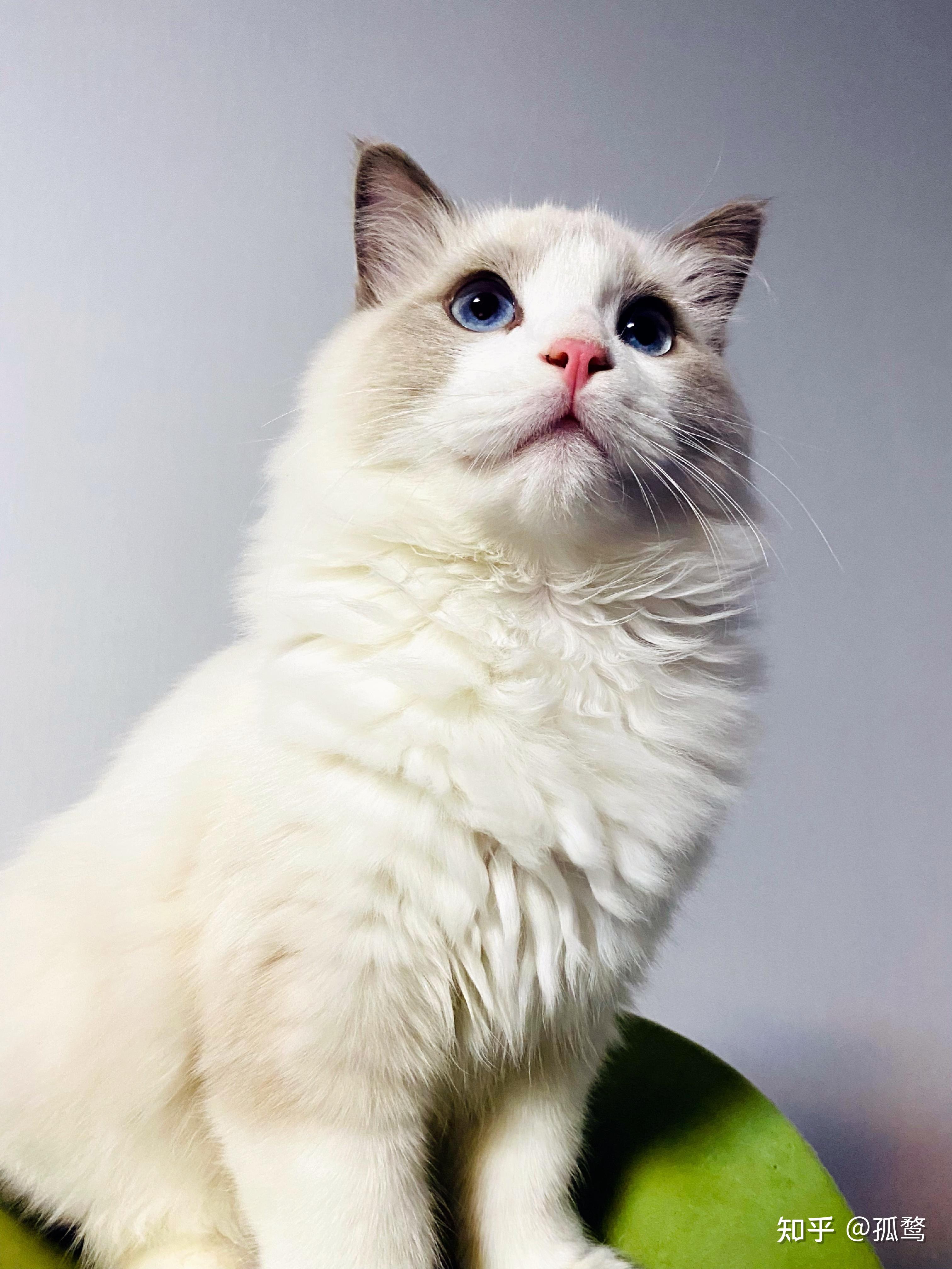 2021双十一有哪些猫罐头值得购买