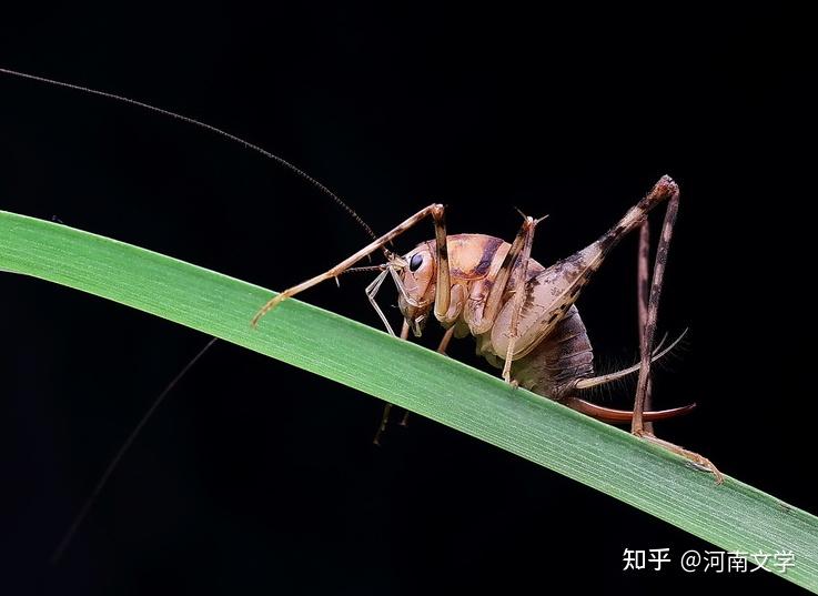 贾红松秋虫嘤喓散文