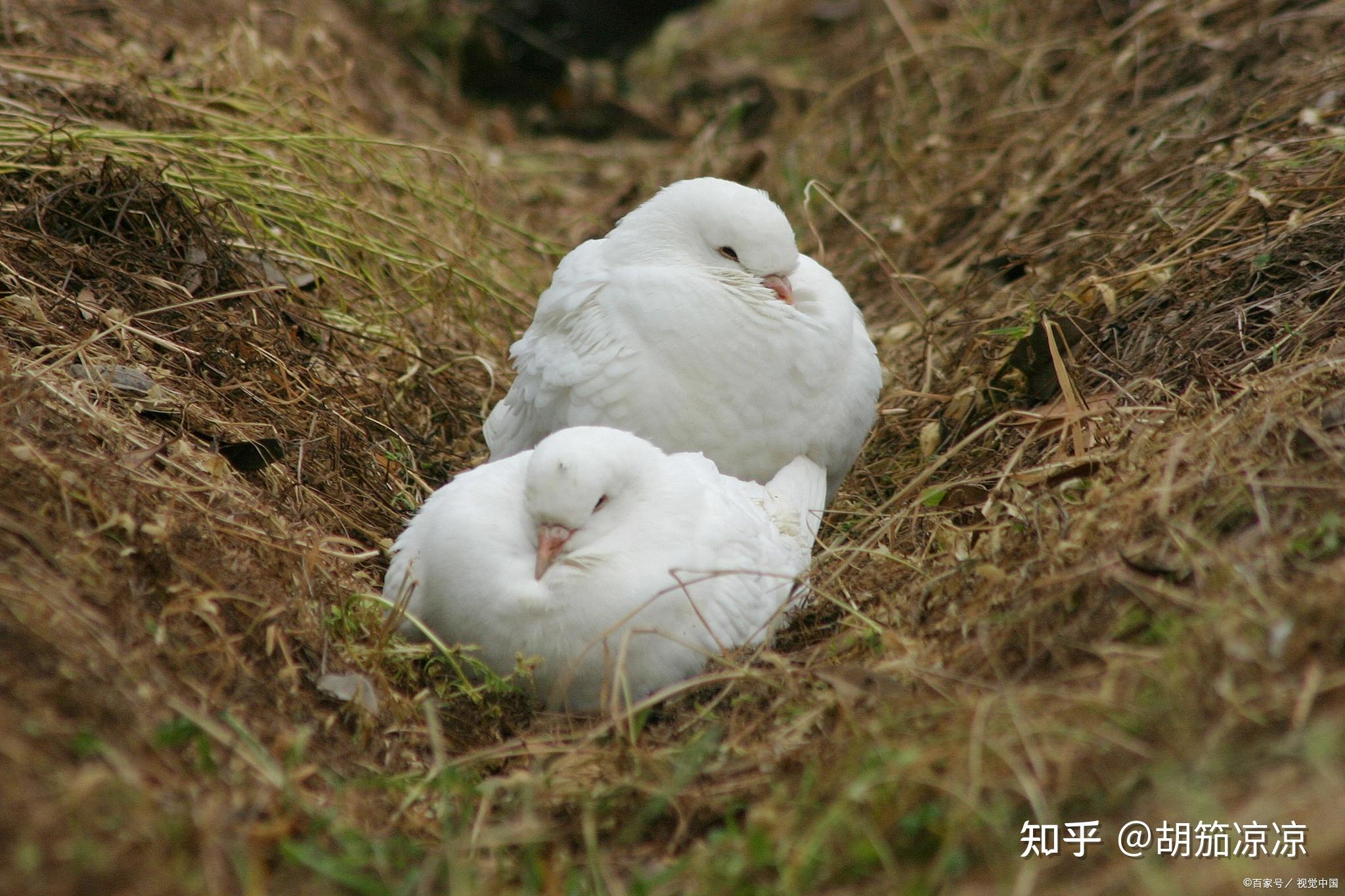 鸽子拉稀粑粑怎么办