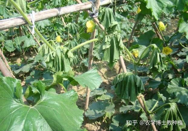 冬瓜枯萎病在苗期,成株期均可以发生.