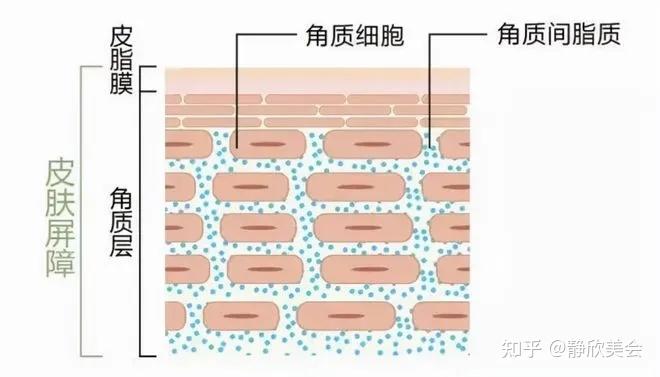 “厚脸皮”对肌肤有什么好处? - 知乎