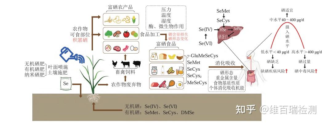 植物硒检测包:总硒+有机硒+无机硒与硒代氨基酸精准定量 - 知乎