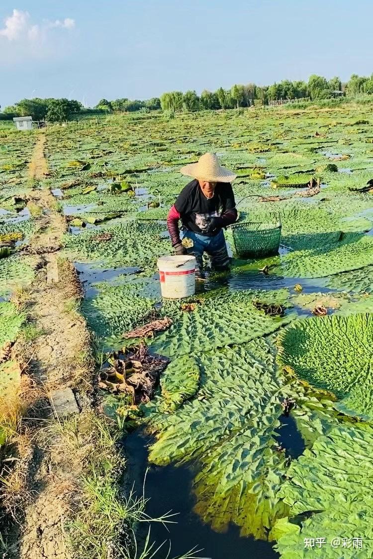 开着id去采鸡头米